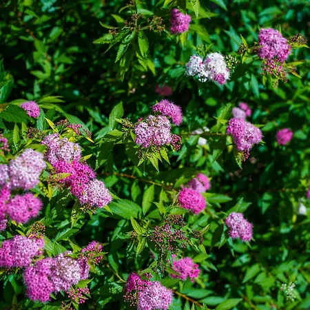 Parco vacanze Villaggio Ca' Laguna